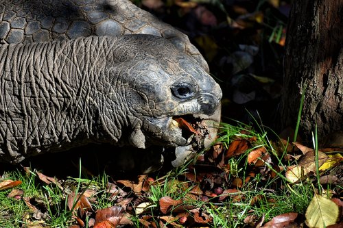 giant tortoise  eat  animal
