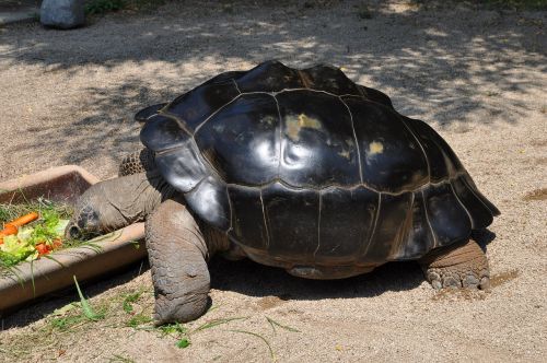 giant tortoise turtle eat