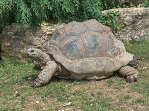 giant tortoise tortoise reptile