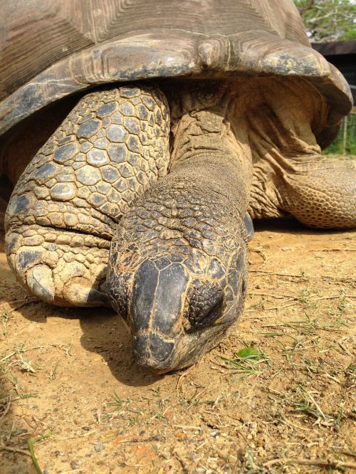 giant tortoise animal turtle