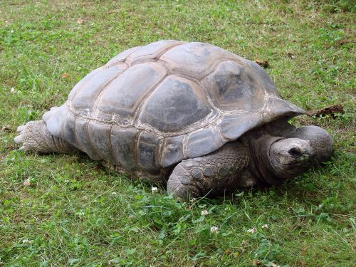 giant tortoise reptiles animals