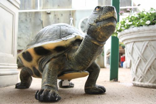 Giant Tortoise Turtle