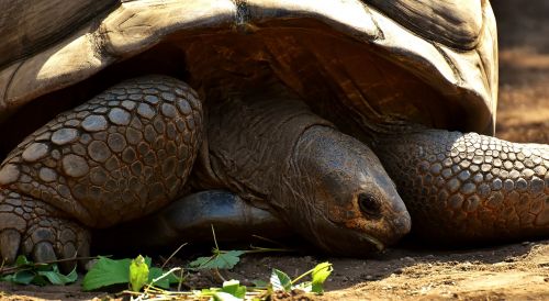 giant tortoises animals panzer