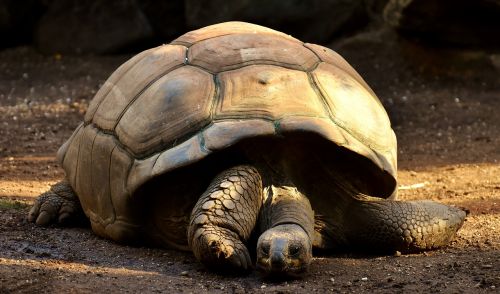 giant tortoises animals panzer