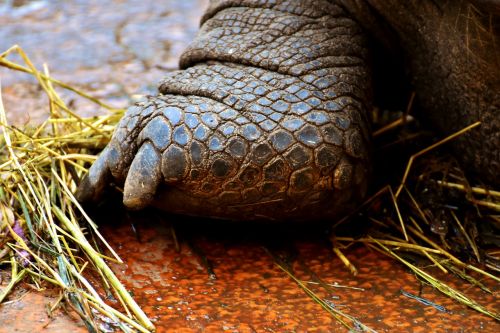 giant tortoises foot rear