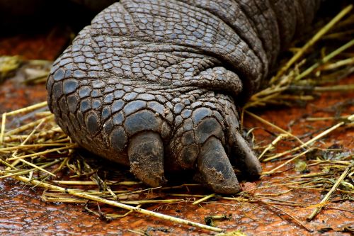 giant tortoises foot rear