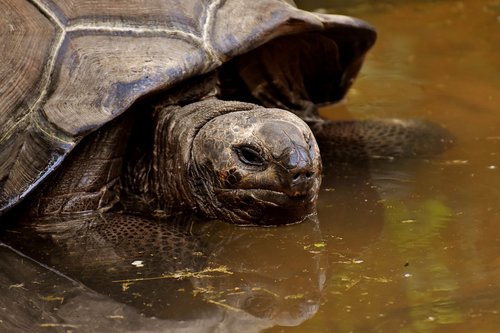 giant tortoises  animals  water