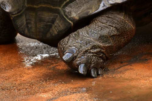 giant tortoises  foot animals  water