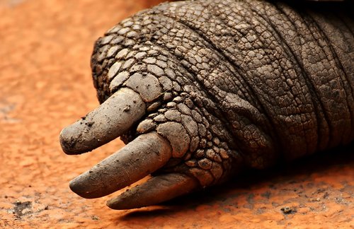 giant tortoises  foot  rear
