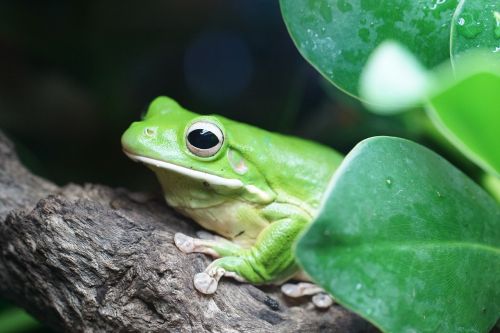 giant tree frog amphibians amphibian