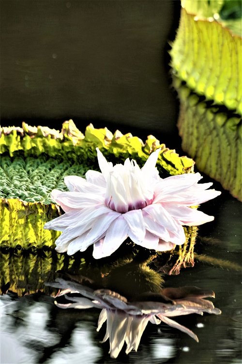 giant water lily  victoria  lotus