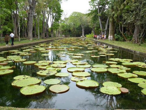 giant waterlilies mauritius pamplemousses botanical garden