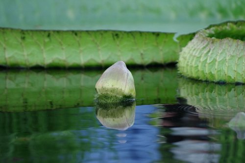 giant waterlily  garden  plant