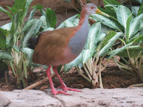 giant wood rail animal beak