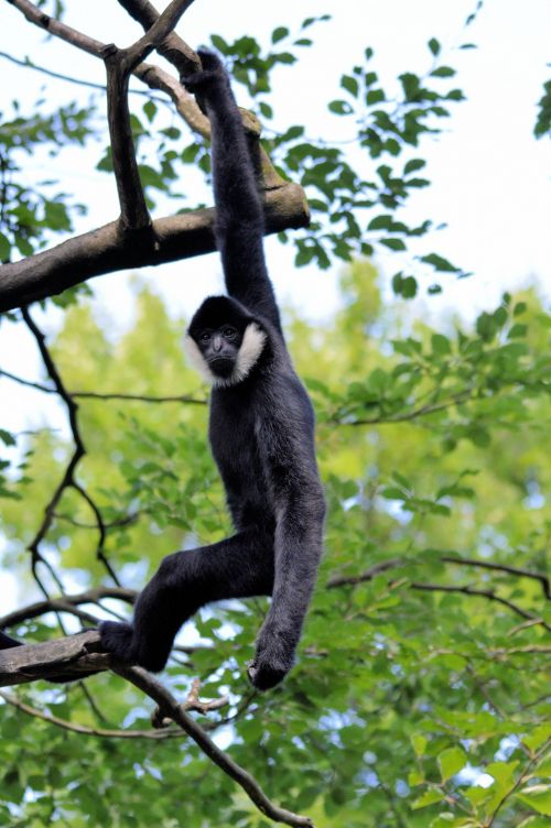 Gibbon