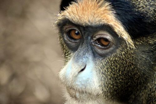 gibbon monkey zooaufnahme