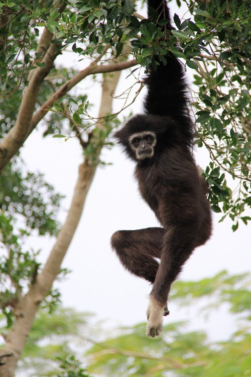 gibbon long hanging