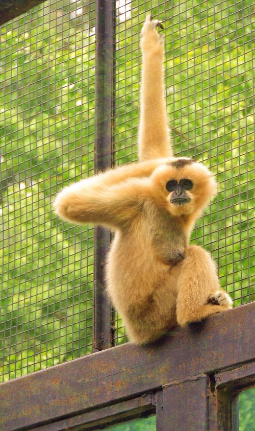 gibbon animal zoo