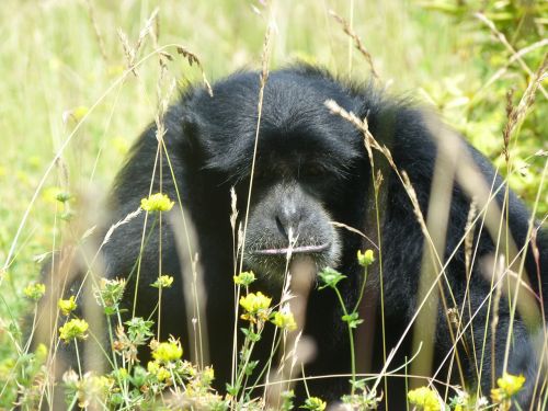 gibbon monkeys zoo