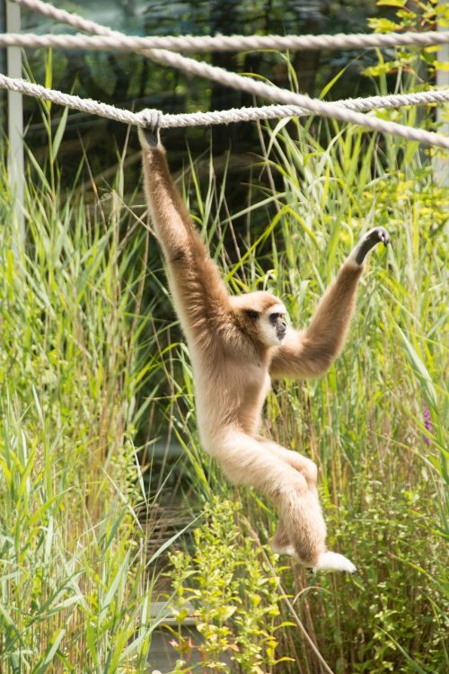 gibbon monkey white