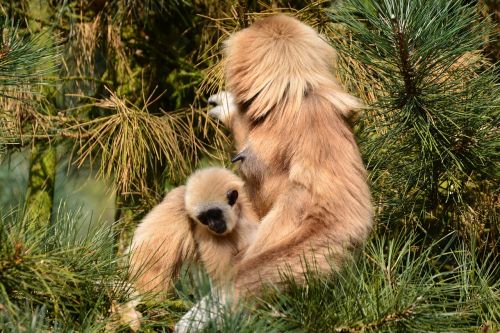 gibbons monkey brown