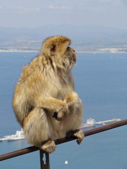 gibraltar monkey view