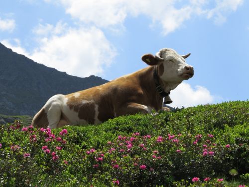 giglachsee mountains cow