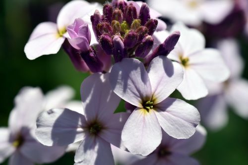 gilliflower hespers matronalis flower