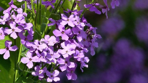 gilliflower  violet  cottage garden