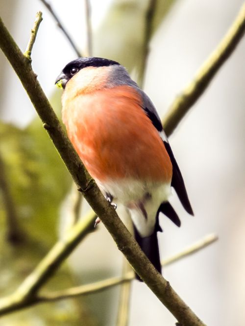 gimpel bullfinch bird