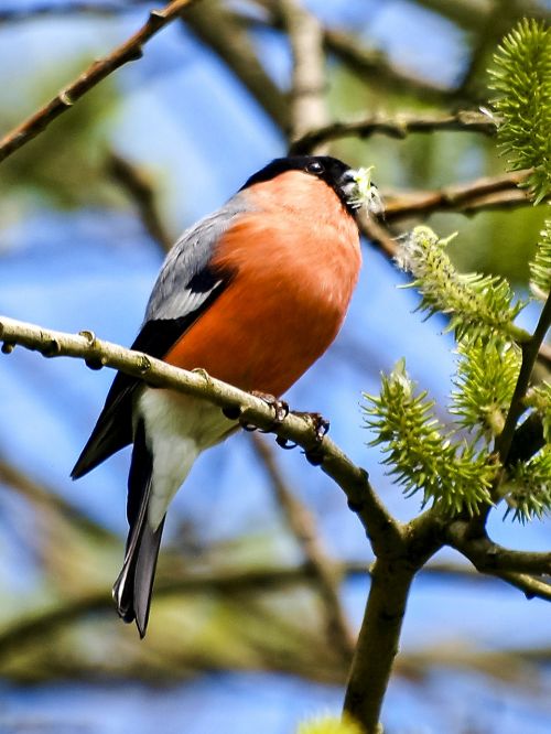 gimpel bullfinch bird