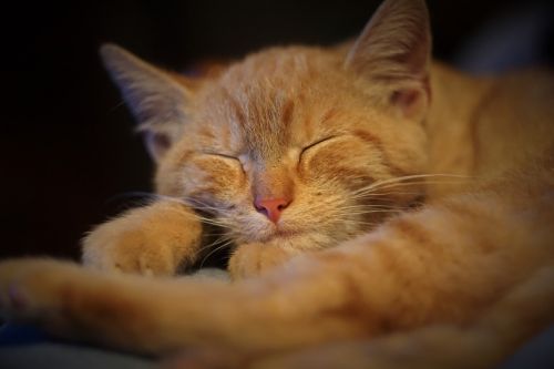 ginger tomcat cat