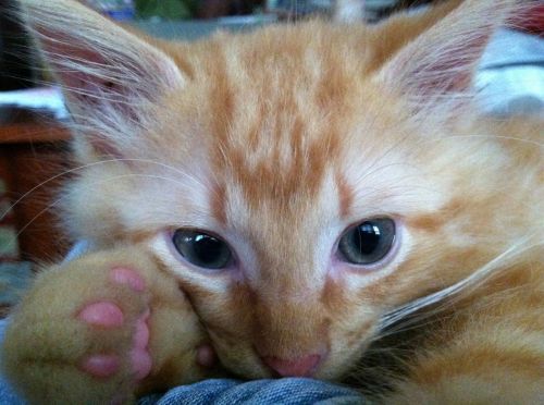 ginger cat blue eyes