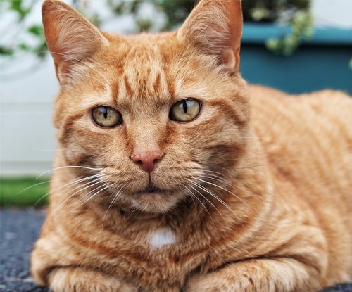 ginger  cat  pet