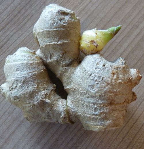 ginger ginger root ingber