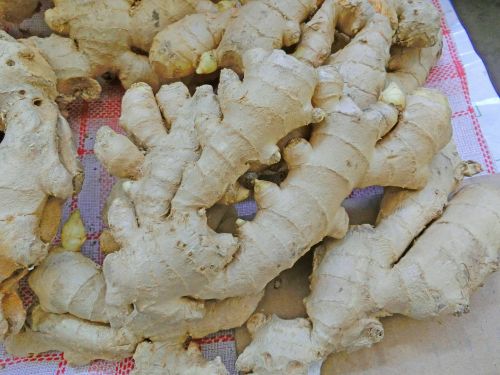 ginger healthy root