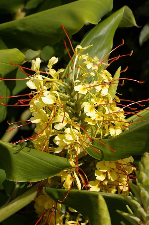 ginger flowers blooms