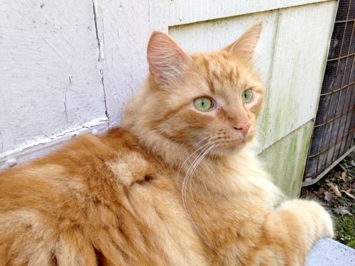 ginger cat green eyes feline