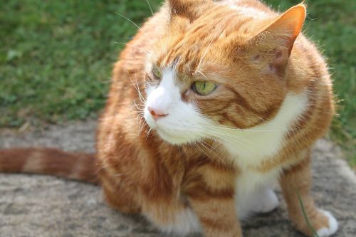 ginger cat cat sniffing