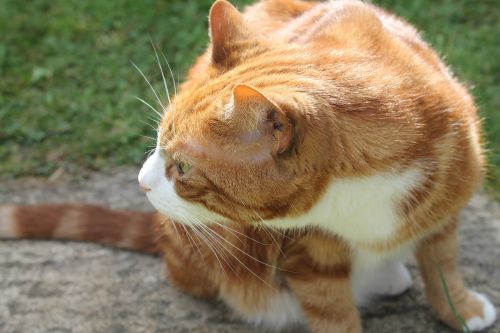 ginger cat cat ginger