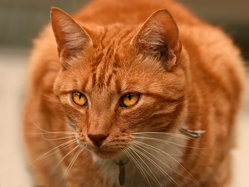 ginger cat  tabby  animal
