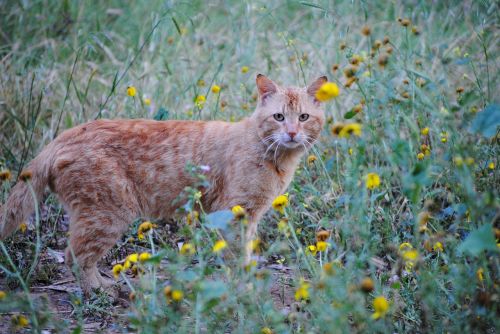 ginger cat cat in flowers cat spring flowers