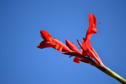 ginger flower red flower