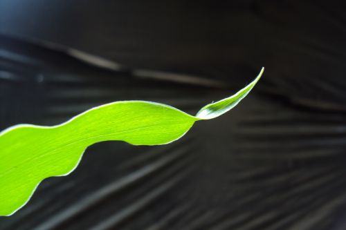 ginger leaf green leaf leaf
