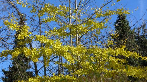 gingko deciduous tree conifers