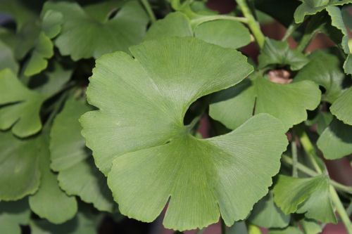 gingko leaf green