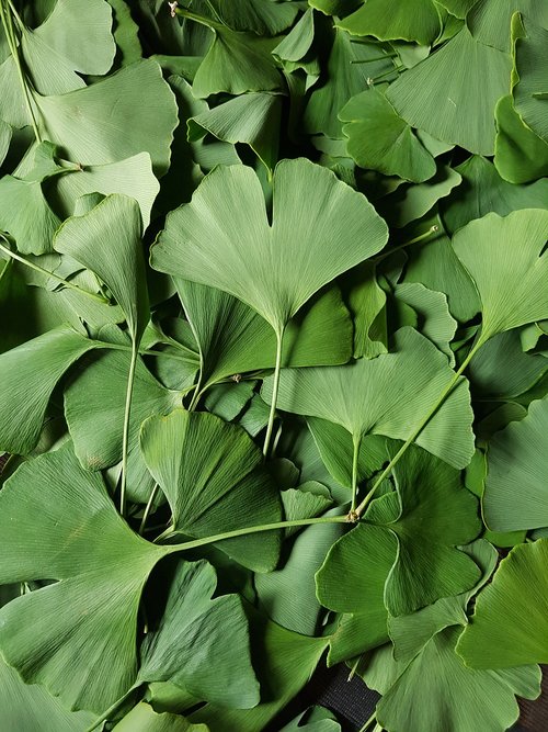 gingko  green  leaves