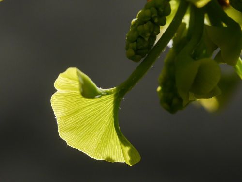 gingko spring leaf