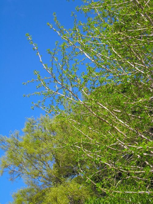 gingko tree maidenhair tree ginkgo biloba