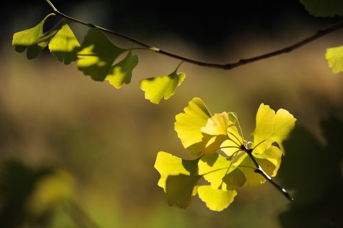 gingko tree solar light hinata